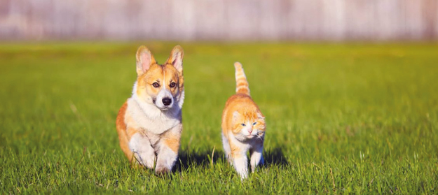 Prendre soin de son animal en été